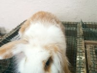 Hollanda lop yavru tavşan
