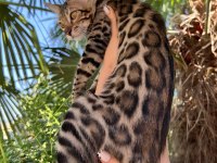 Show Class Brown Bengal Yavrular