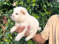 Bembeyaz Chow Chow yavrumuz yeni yuvasını arıyor
