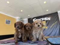 TÜRKİYENİN EN GÜZEL MALTİPOO YAVRULARI RENK RENK ANKARA