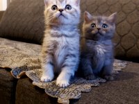 Anne Altından Silver British Shorthair Yavrumuz