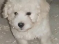 (SDK) Çiftlikten sıfır numara terrier yavru