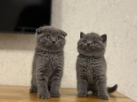 British Shorthair & Scottısh Fıld Yavrularım