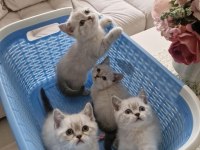 British Shorthair Yavrularım