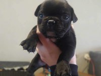 Oyuncu french bulldog yavrularımız