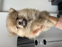 Dişi minik pomeranian