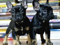 French Bulldog Yeni Yuvasını Arıyor
