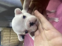 French bulldog 25 günlük yavru