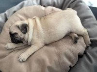 Hamburger pug mops yavruları
