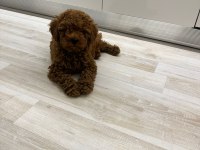 EVİMİZİN KIVIRCIK POODLE BEBEKLERİ SİZLERLE