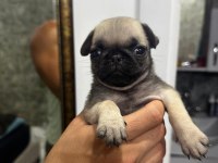 Erkek pug mops bebek köpeğimiz