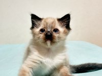 ŞECERELİ ŞAMPİYON ANNE BABANIN RAGDOLL BEBEKLERI