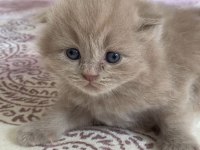 Uzun tüylü scottish fold