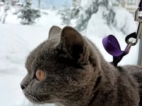 Dişi yetişkin british shorthair