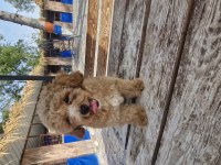 Toy poodle 2 aylık yavrularımız