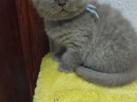 Güzel Scottish fold