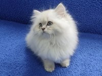 İstanbul içi 7/24 Adrese teslim longhair British ponçik 