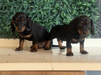 Klasik rengi ile mini dachshund