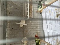 Ağır parçalı parrot ispinozu