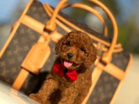 Çiftlikten Poodle Yavrularımız Dişi Ve Erkek