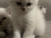 Mavi gözlü british shorthair boncuklar yuva arıyor