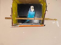 Erkek show jumbo muhabbet kuşu