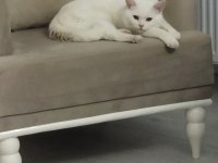 ÜCRETSİZ 3 YAŞINDA KISIR KEDİMİZE AİLE ARIYORUZ