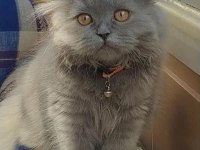 5 Aylık Scottish Fold