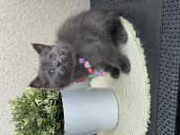 British Shorthair Yavrular