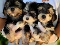 Morkie yavrularımız harika bebişler