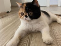 Exotic shorthair 5 aylık