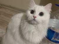 Ömürlük Yuva Arayan 2 British Longhair