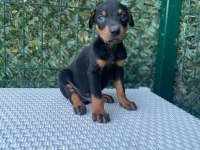 A kalite doberman köpekleri