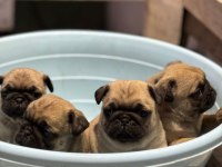 SHOW CLASS PUG MOPS BEBEKLER