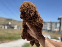 Petmode köpek çiftliğinde ziyarete açık toy poodle