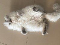 British longhair kedimiz yeni sahip arıyor