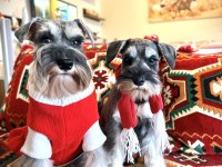 FCI Pedigreeli Miniature Schnauzer Yavruları