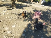 2 Kardeş Tavuk