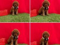 Toy Poodle Yavrularımız Ömürlük Aileleri Bekliyor