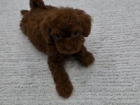 DARK BROWN KORE TOY POODLE BEBEKLER
