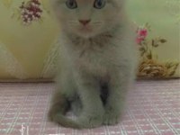Sahiplendirme british shorthair