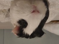 6 aylık erkek yavru guinea pig
