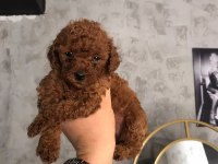 POODLE YAVRU KÖPEKLER