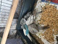 5 adet yeme düşmüş bebek muhabbet kuşu