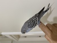 YAVRU İRİ ŞOV JUMBO MUHABBET KUŞU