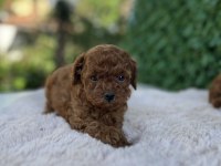 Birbirinden güzel üst kalite toy poodle bebekler