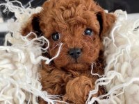 BEBEK TOY POODLE 
