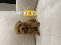 Teacup Maltipoo 