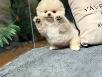 Teddy Bear Pomeranian Boo Yavrularımız