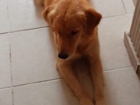 Golden retriever 3-4 yaşında